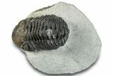 Morocops Trilobite - Ofaten, Morocco #287549-4